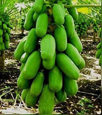 Cloud Farm GREEN BERRY F1 HYBRIDE PAPAYA SEED Seed(650 per packet)
