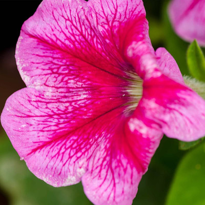 CYBEXIS Petunia - Madness Series Flower Garden Seed - Summer Color Blooms Seed(1 g)