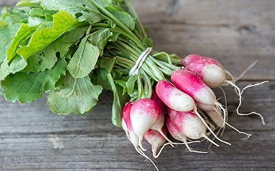 CYBEXIS GBPUT-95 - French Breakfast Radish - (2250 Seeds) Seed(2250 per packet)