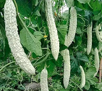 Qualtivate HUA-1A Hybrid Bitter Gourd White Long High Yield Seed(50 per packet)