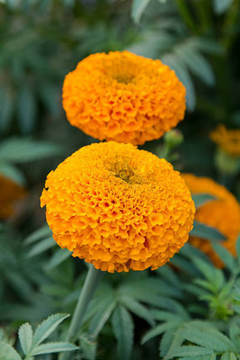 shayama marigold/gende ka phool flower seeds Seed(75 per packet)