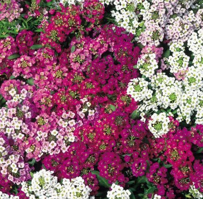 Aywal Alyssum Red Flower Seed(20 per packet)