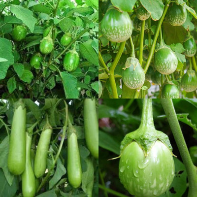 ibains Grafting brinjal seed pack of 120 Seed(120 per packet)