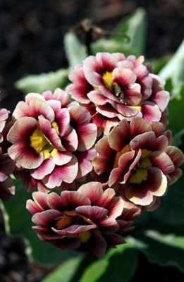 CRGO ADENIUM Seed(70 per packet)