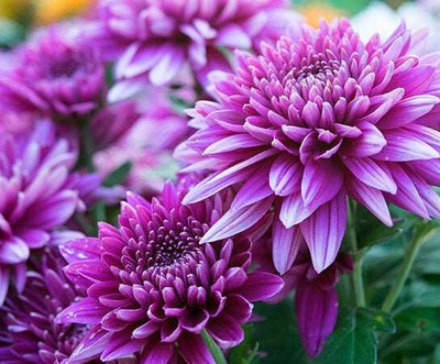 Seedsqlty Chrysanthemum flower seeds mixed Seed(10 per packet)