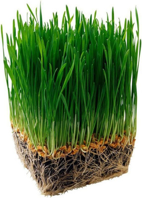 WILLVINE Organic Wheatgrass Seeds - For Wheat Grass-[5000 Seeds] Seed(5000 per packet)