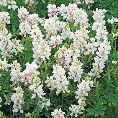 AXAQI Lupin Mixed Color Flower Seed(50 per packet)