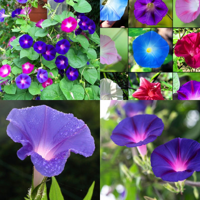 ibains Morning glory seeds mix 48 Seed(48 per packet)