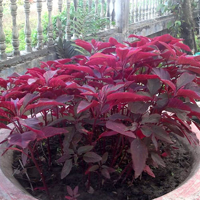 Qualtivate NDIR-574 Red Spinach Amarnath F1 Hybrid Seed(500 per packet)