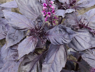 WILLVINE Basil Yerevan Emerald, Seeds of Basil-[2000 Seeds] Seed(2000 per packet)