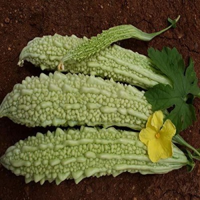 ActrovaX Bitter Gourd F1- Arman [100gm Seeds] Seed(100 g)