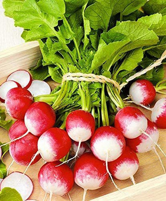 WILLVINE PUAS-556 Sparkler White Tip Radish Red 25 Days Seed(500 per packet)