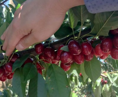 Aywal Cherry,Cherry Fruit, Sweet Cherry Seed(8 per packet)