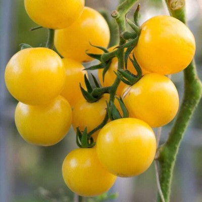 seedargo Seedargo Best Quality Hybride yellowe Tomato Seed Seed(60 per packet)