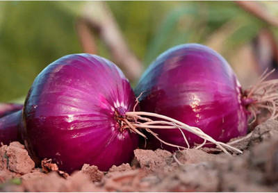 WILLVINE ROX -IV Red Grano Onion Seeds [100g] Seed(300 per packet)