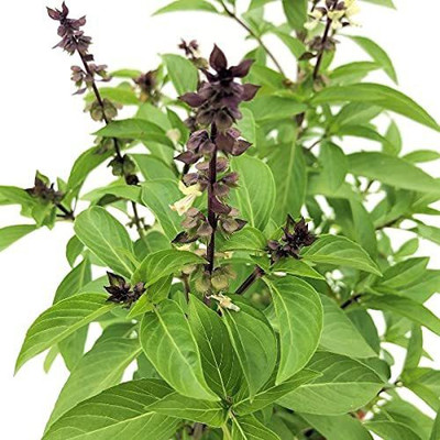 Aywal Shyam Tulsi Seed(20 per packet)
