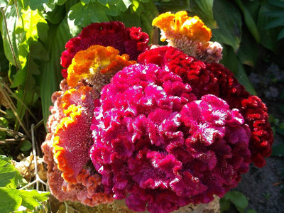 UGRA GIANT COCKSCOMB MIX Seed(15 per packet)