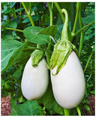 CYBEXIS LXI-56 - Desi Brinjal - (450 Seeds) Seed(450 per packet)