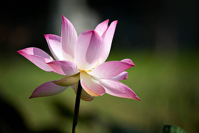 decorhomz lotus,kamal gatta Seed(10 per packet)