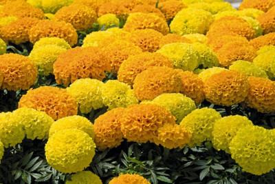 the green dotcom Marigold African Mix Seed(330 per packet)