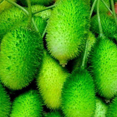 SREE Spiny Gourd Seeds, Kakrol, Organic Veg seed For Gardening, Kantola Hybird Seed(27 per packet)