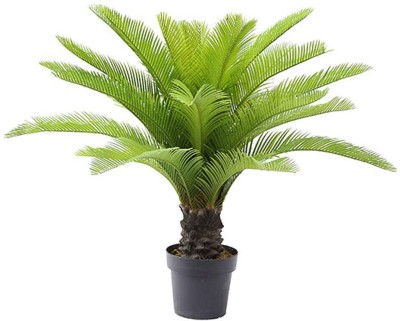 Kapebonavista Cycas revoluta Sago Palm Plant Seed(1 per packet)