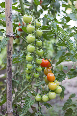 Marwal Creation tomato Seed(65 per packet)