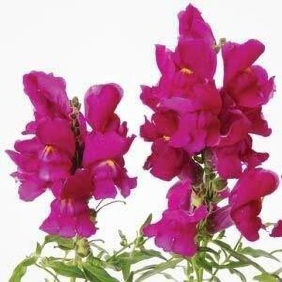 Aywal Antirrhinum/Snapdragon/Dog Flower Dwarf Flower Seed(60 per packet)