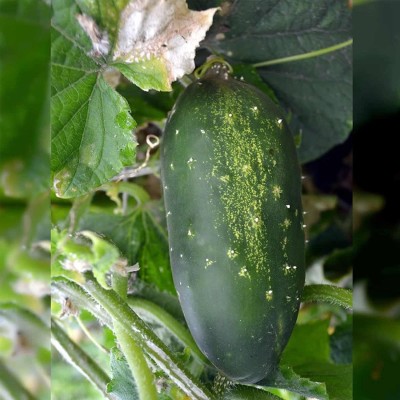 Avysa Straight Eight Cucumber Garden Seeds-CuC_599 Seed(100 per packet)