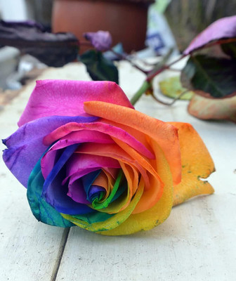 Qualtivate HUA-7A Rainbow Color Rose Seeds Seed(25 per packet)