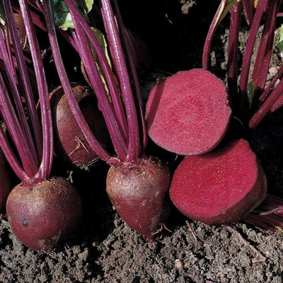 CYBEXIS F1 Organic Beetroot Seeds1000 Seeds Seed(1000 per packet)