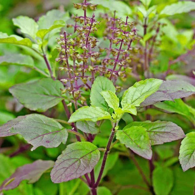 Aywal Krishna Tulsi Seed(70 per packet)