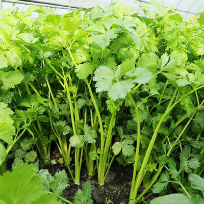 KNESSiN ORG Coriander Cilantro for Leaf-{2000 Seeds} Seed(2000 per packet)