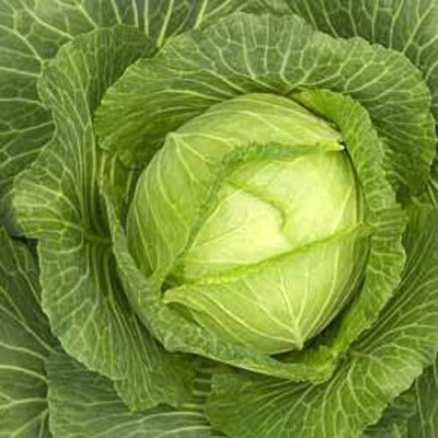 KNESSiN Cabbage F1 Hybird[400 Seeds] Seed(400 per packet)