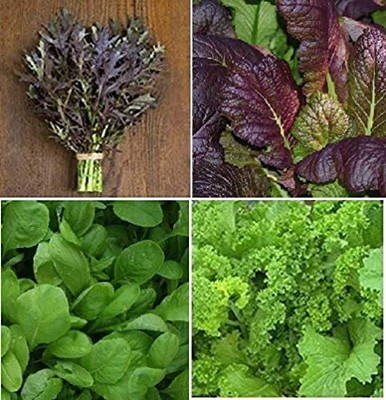 VibeX ® RXI-291 Collection Set Mustard Greens 4 Varieties Seed(500 per packet)