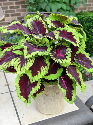 KANAYA Coleus Rainbow Mix Hybrid Seed(20 per packet)