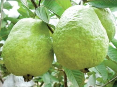 Aro Guava Seed(280 per packet)