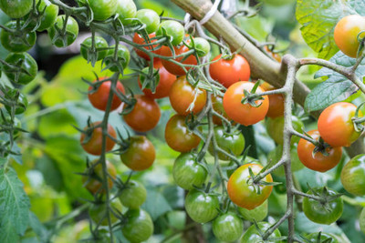 Sandhya Darshan tomato Seed(140 per packet)