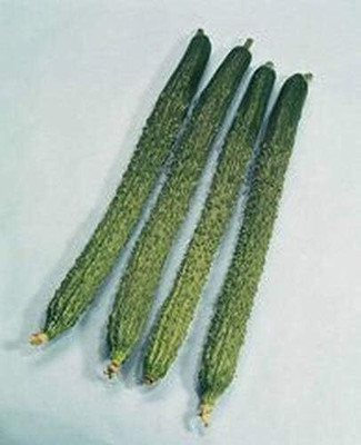 Qualtivate HUA-3A Japanese Suhyo Slicing Cucumber Seeds Seed(300 per packet)