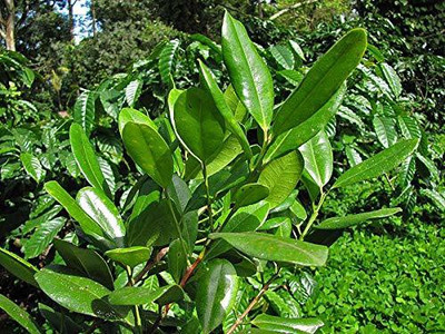 WILLVINE LX-63 Allspice Jamaica Pepper Seeds Seed(50 per packet)