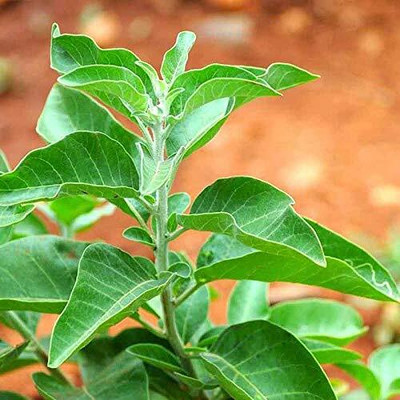 Aywal Ashwagandha Seed(60 per packet)
