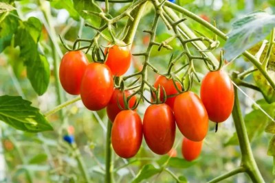 DHENU PRASAD 999 F1 Hybrid Oval Long Tomato Seed(999 per packet)