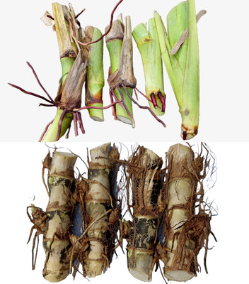 N.G.M. AGROCARE Smart Napier & Guatemala/5G Napier Each 10 Total 20 Grass Stick Seed(20 per packet)