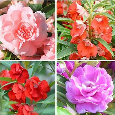 Lorvox Balsam Mix Hybrid Flower Seed(20 per packet)