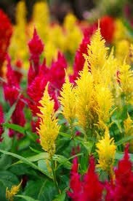 Urban Turtle Celosia Plumosa Dwarf Mix Flower Seeds Seed(20 per packet)