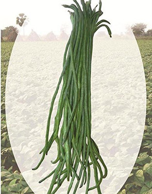 KANAYA Fresh Green Beans Singra Seed(40 per packet)