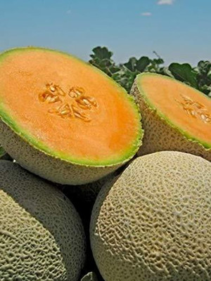 Aywal Sugar Cube Musk Melon Seed(800 per packet)
