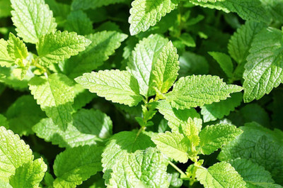 FOURGANIC Mint Seeds , mentha spicata ,Fragrant herb Seed(1000 per packet)