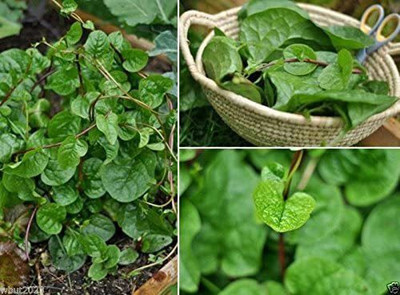 VibeX ® VXI-150 Red Malabar spinach Seeds Seed(500 per packet)