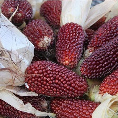 WILLVINE VNR -IX Popcorn Strawberry Cherry Berry(Red)-[100g] Seed(400 per packet)